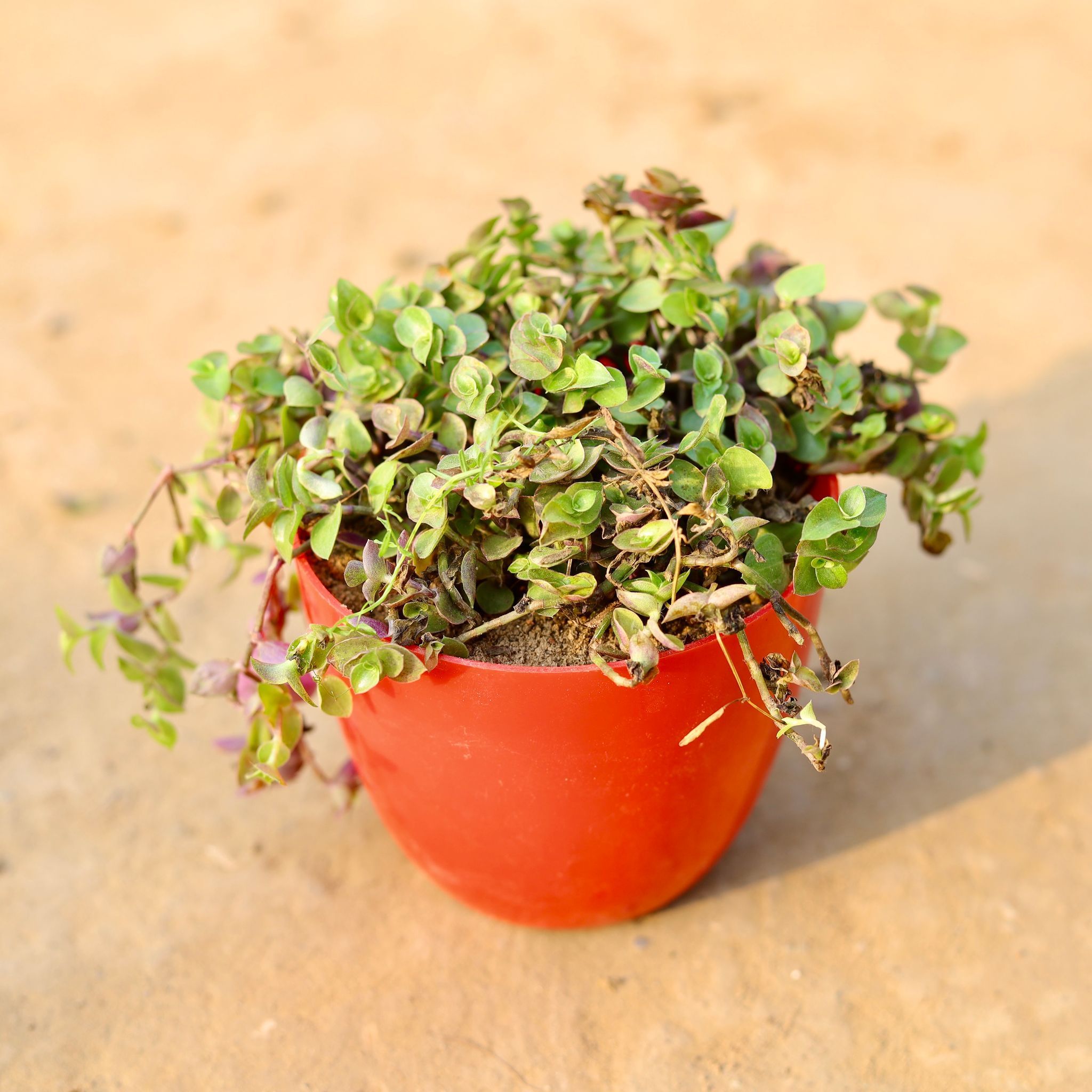 Black Lady / Turtle Vine Black in 4 Inch Red Premium Orchid Round Plastic Pot