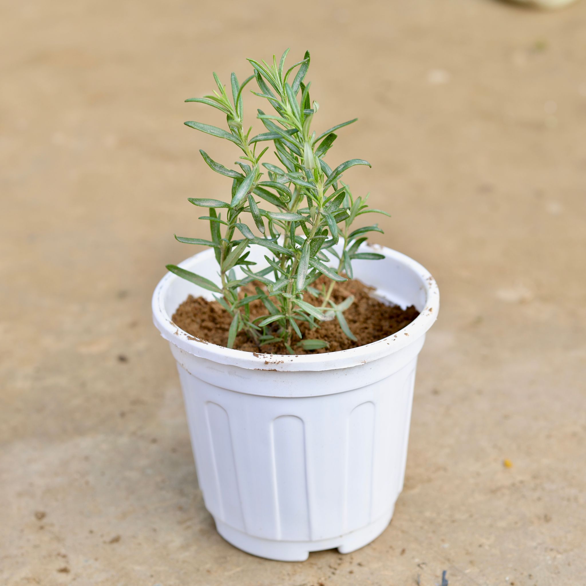 Rosemary in 6 Inch White Super Nursery Pot