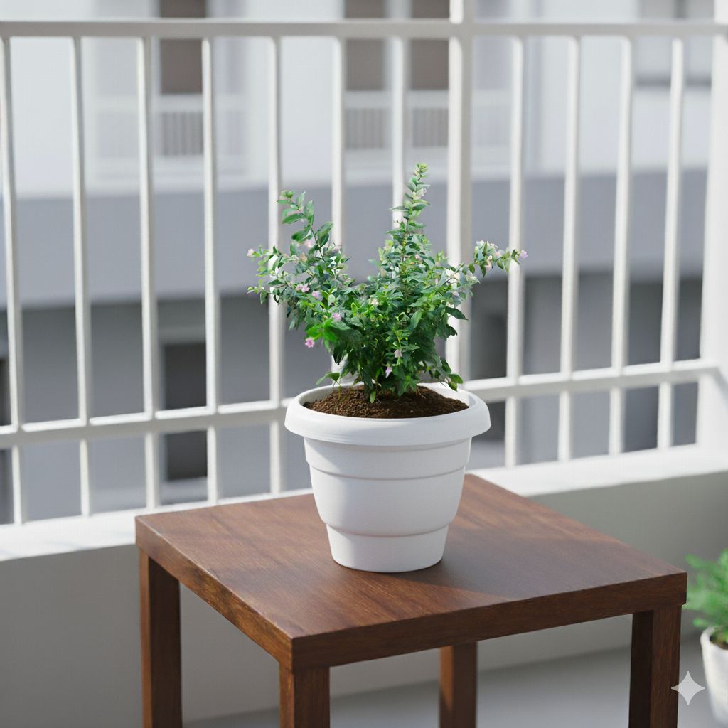 Cuphea / False Heather White in 8 Inch White Classy Plastic Pot