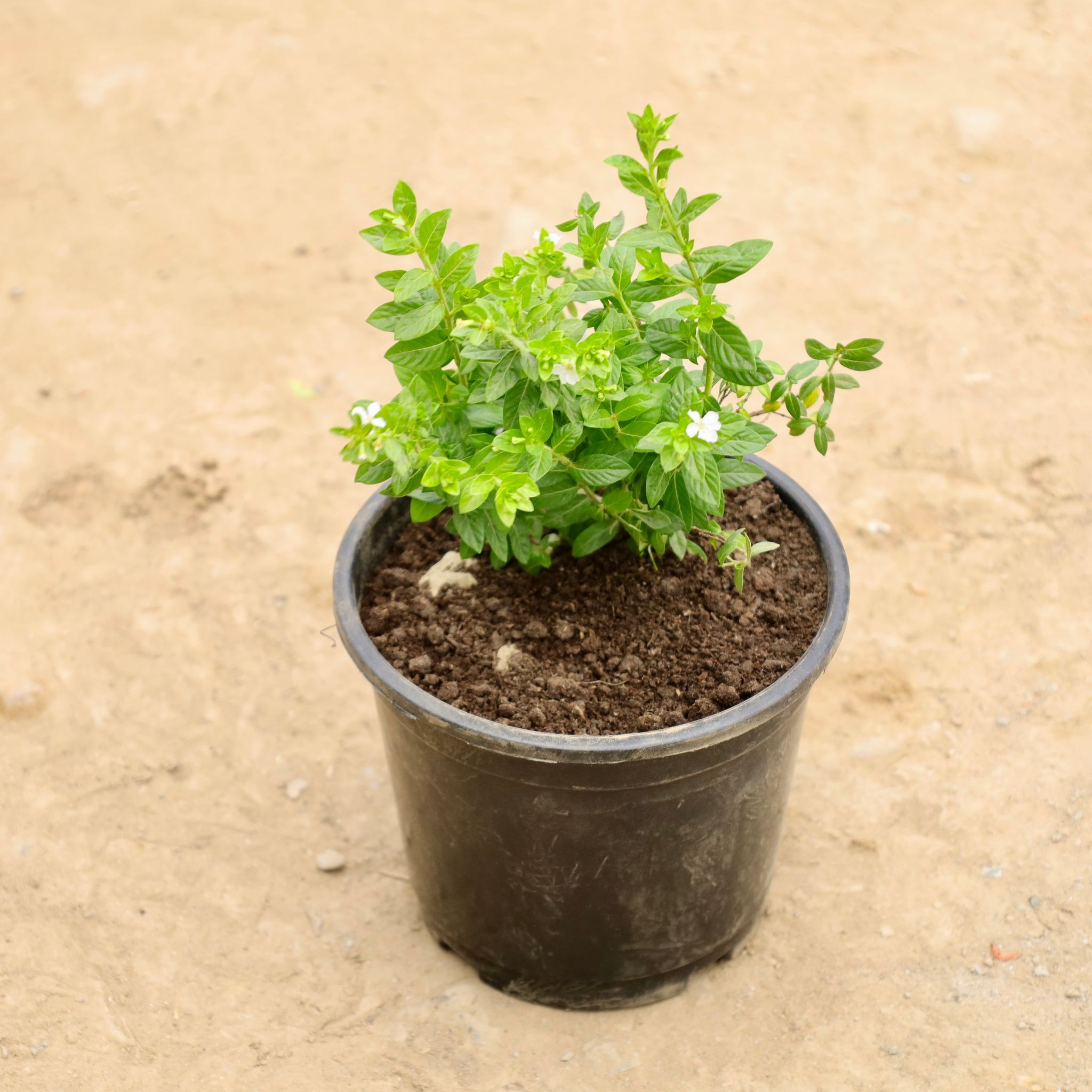 Rare White Cuphea / False Heather in 8 Inch Nursery Pot