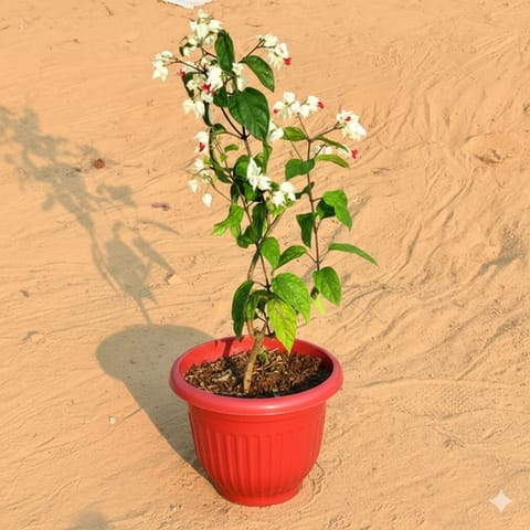 Bleeding Heart (any colour) Pune in 8 Inch Terracotta Red Olive Plastic Pot
