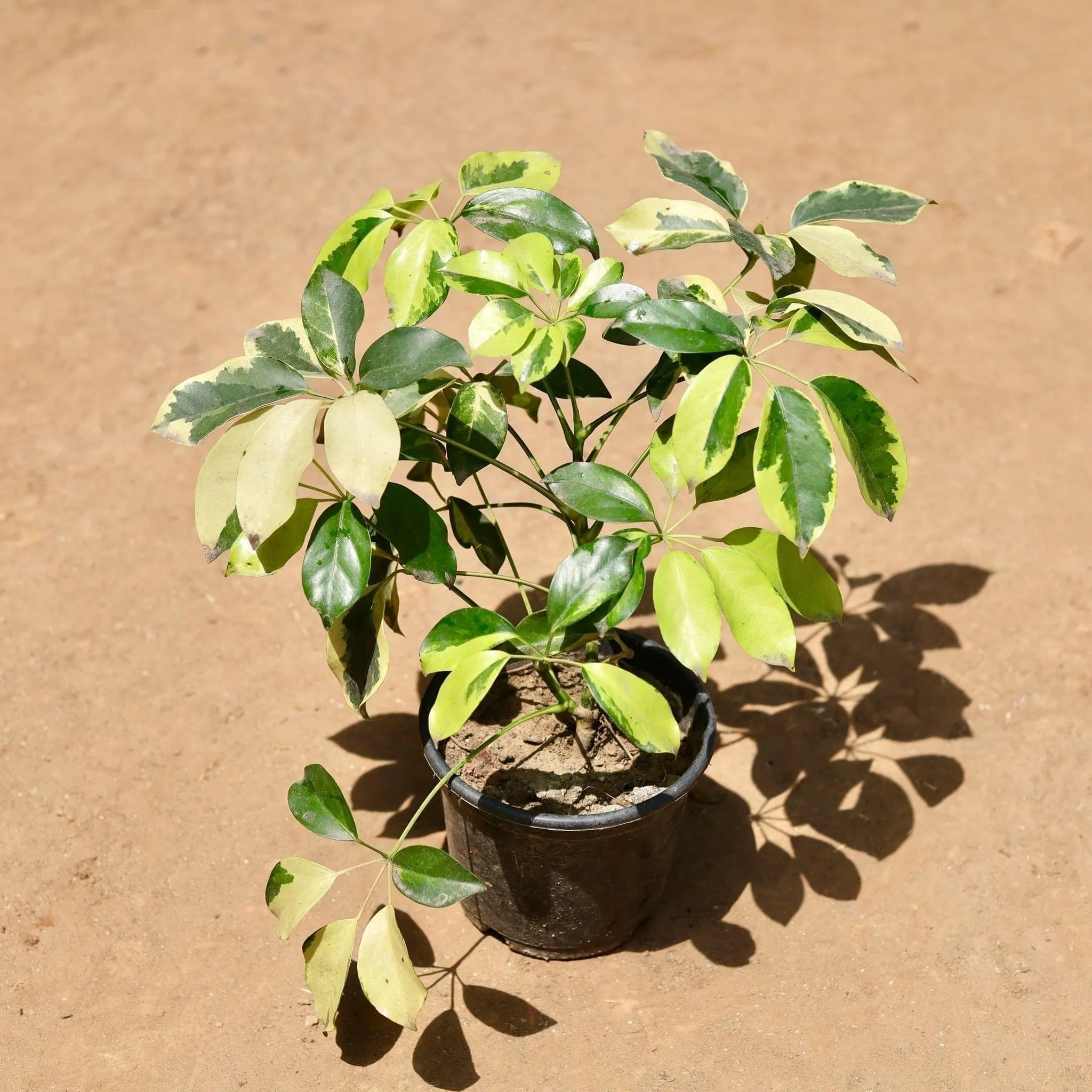 Schefflera High Colour Pune in 6 Inch Black Super Nursery Pot