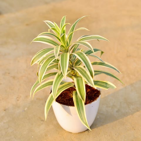 Song of india in 6 Inch White Premium Orchid Round Plastic Pot