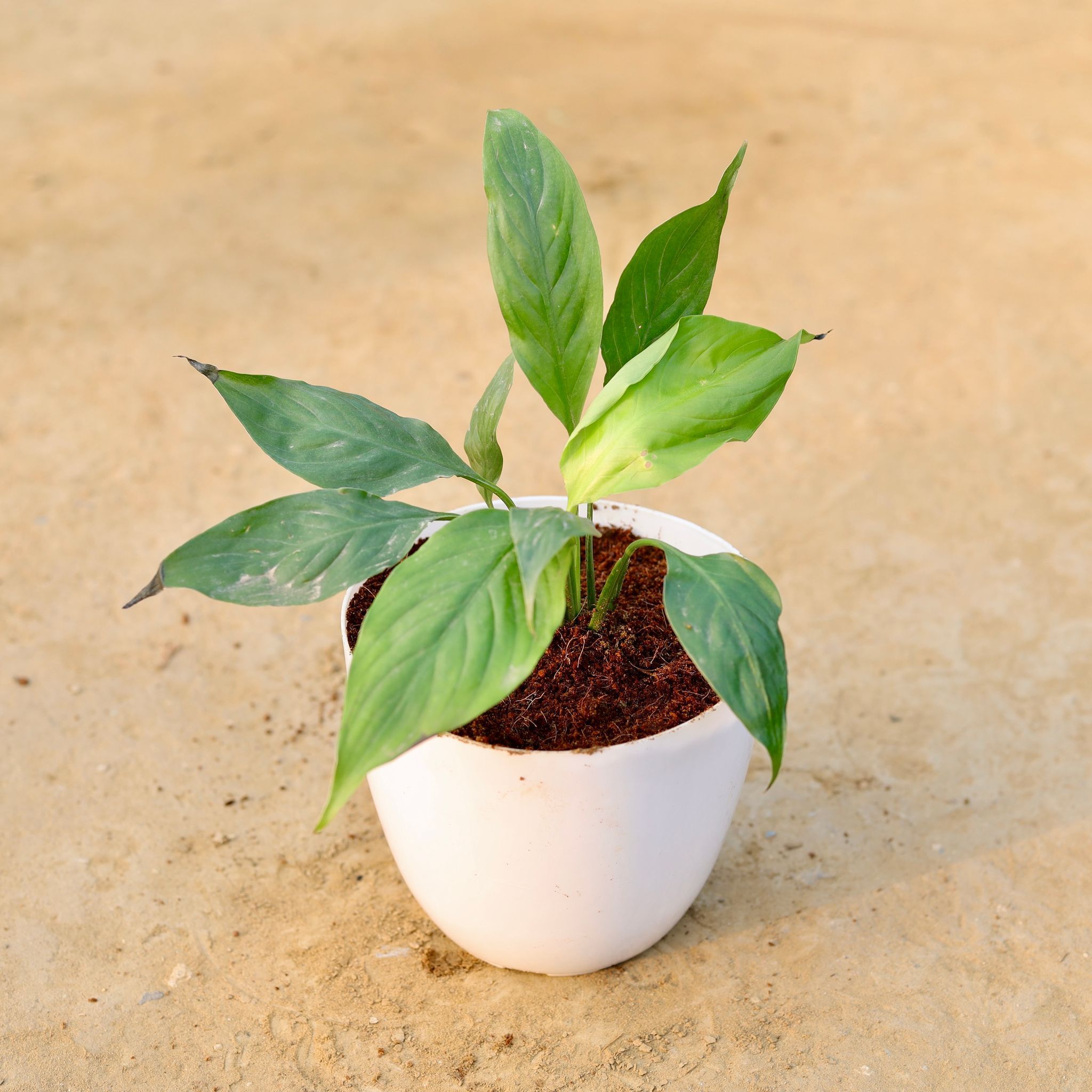 Peace Lily in 6 Inch White Premium Orchid Round Plastic Pot