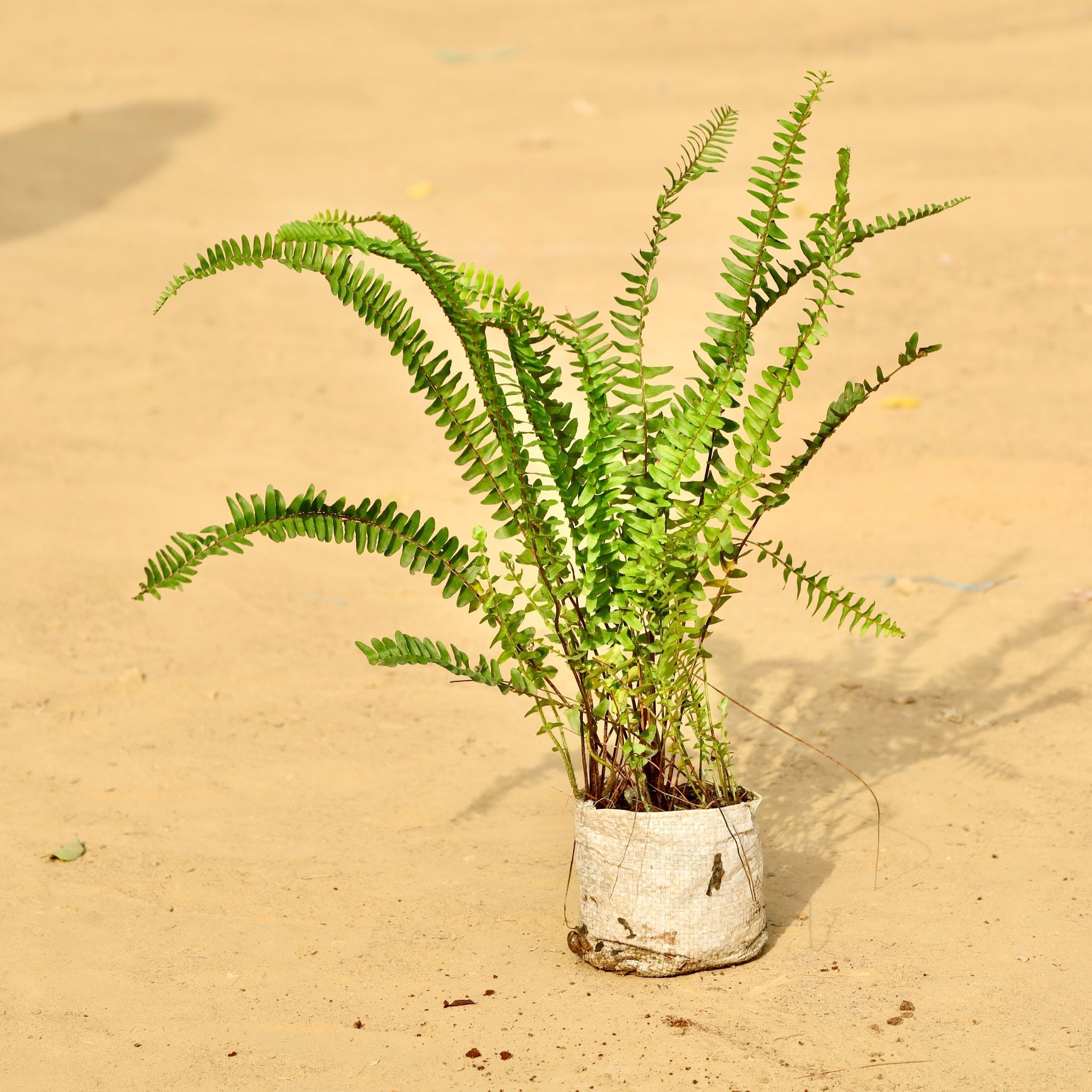 Fern Green in 4 Inch Nursery Bag