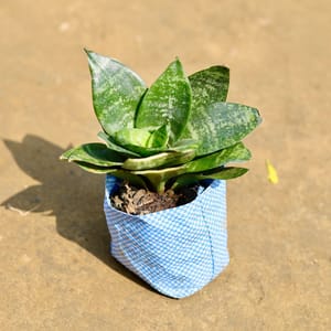 Buy Snake Plants Online With Free Next Day Delivery at Urvann
