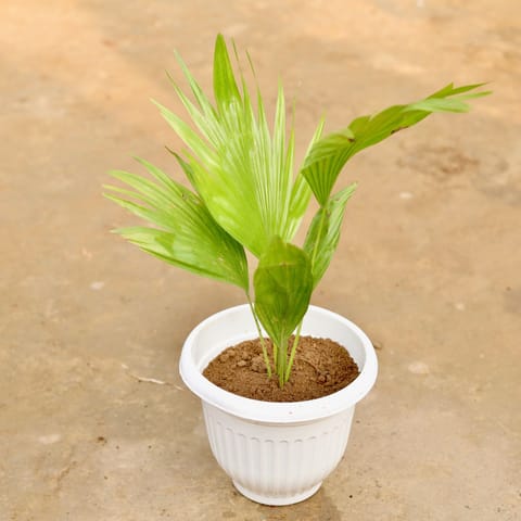 China Palm in 8 Inch White Olive Plastic Pot