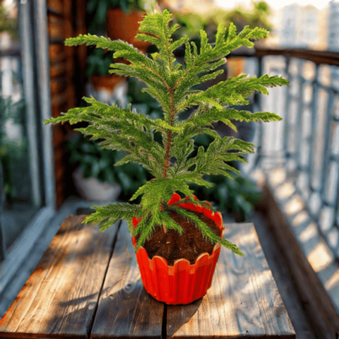 Xmas Goodies Special - Araucaria / Christmas Tree (~ 1 Ft) in 6 Inch Red Premium Tippy Plastic Pot - with Fairy Lights, Xmas Decorations & Santa Cap