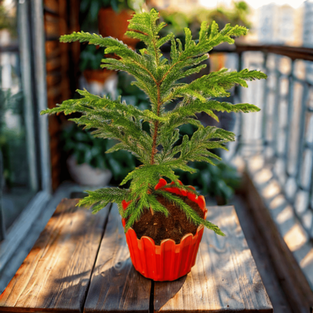 Xmas Goodies Special - Araucaria / Christmas Tree (~ 1 Ft) in 6 Inch Red Premium Tippy Plastic Pot - with Fairy Lights, Xmas Decorations & Santa Cap