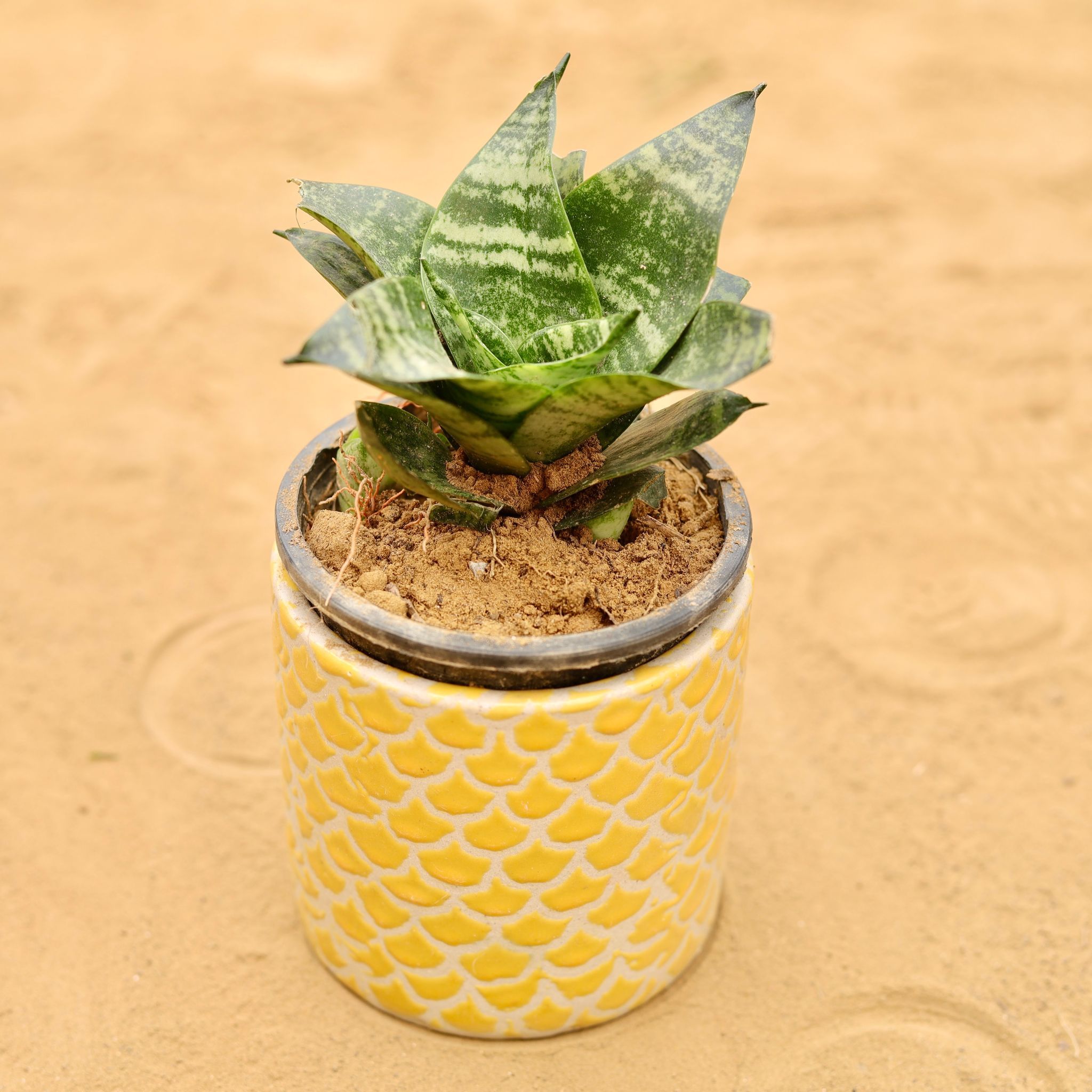 Snake Green in 4 Inch Yellow Fishscale Textured Cylindrical Ceramic Pot