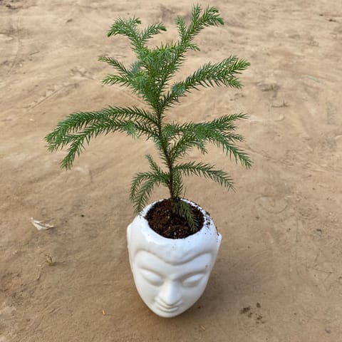 Araucaria / Christmas Tree (~ 1 Ft)  in 6 Inch White Premium Buddha Plastic Pot