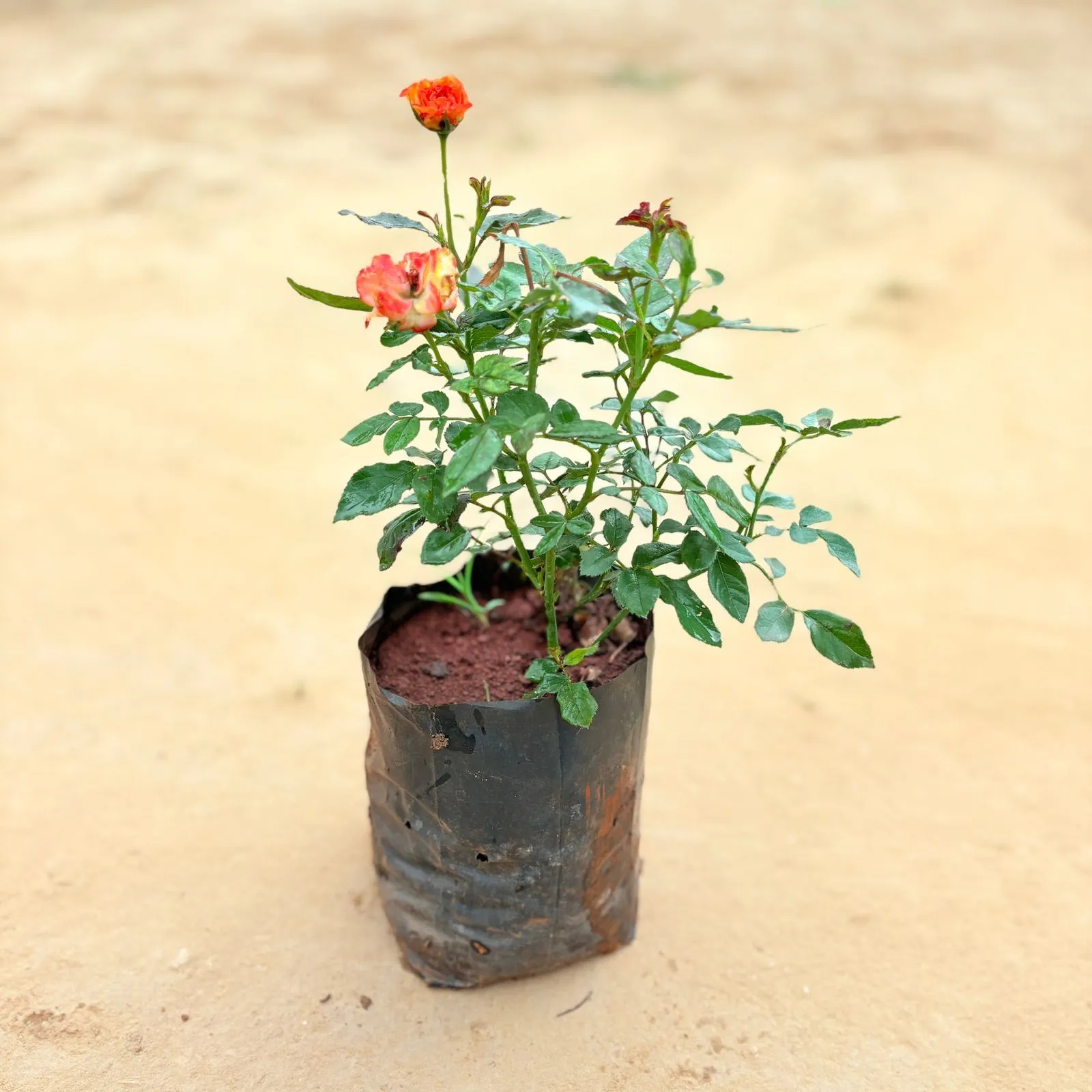 Rose Fusion Bloom (any colour) Pune in 6 Inch Nursery Bag