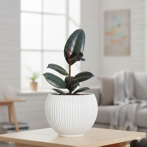 Rubber Black in 5 Inch Live Fresh Plant White Matt Sylvan Plastic Pot in Dlf Phase 3