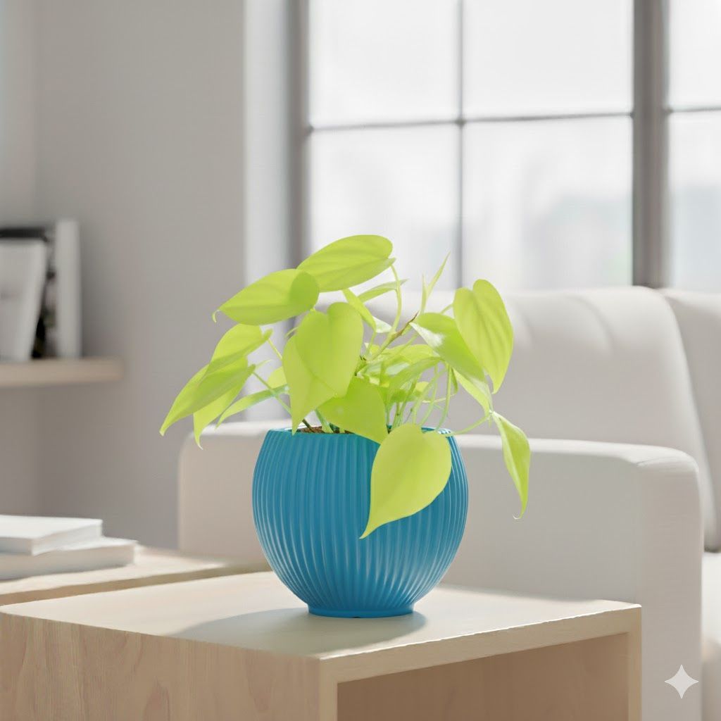 Oxycardium Golden in 5 Inch Azure Blue Matt Sylvan Plastic Pot