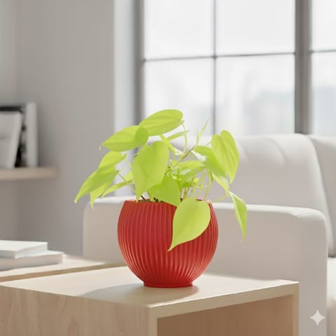 Oxycardium Golden in 5 Inch Rose Red Matt Sylvan Plastic Pot