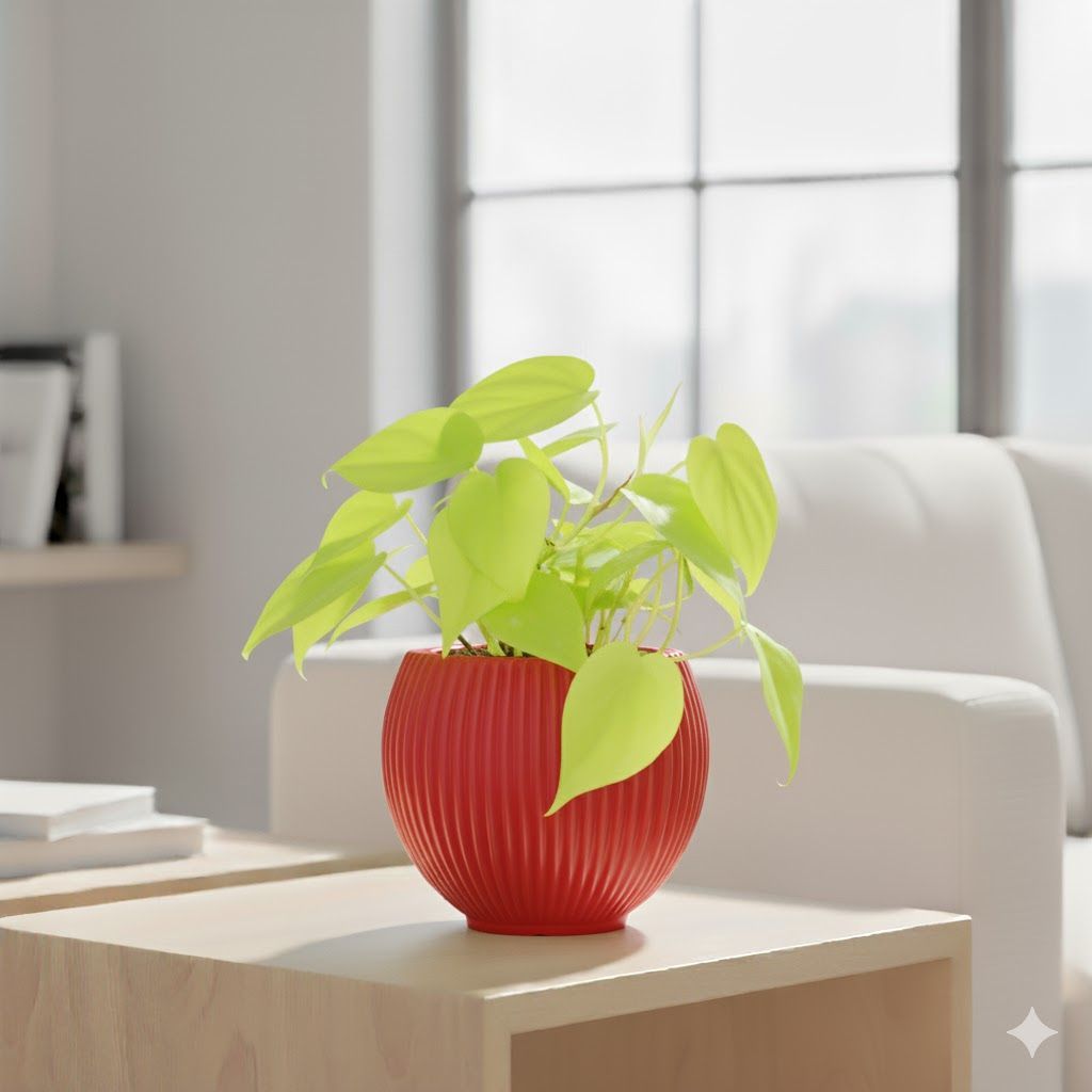 Oxycardium Golden in 5 Inch Rose Red Matt Sylvan Plastic Pot