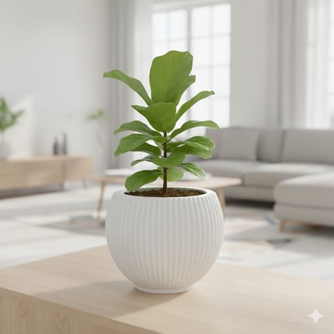 Fiddle Leaf Fig in 5 Inch Live Fresh Plant White Matt Sylvan Plastic Pot in Dlf Phase 3