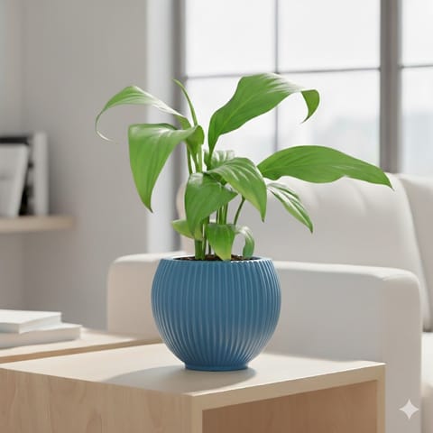 Peace Lily in 5 Inch Azure Blue Matt Sylvan Plastic Pot