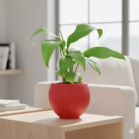 Peace Lily in 5 Inch Rose Red Matt Sylvan Plastic Pot