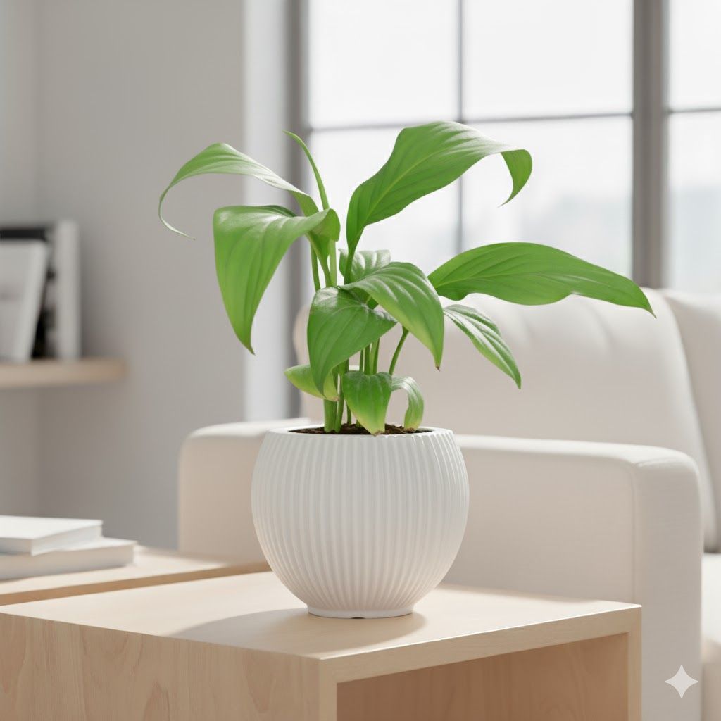 Peace Lily in 5 Inch White Matt Sylvan Plastic Pot