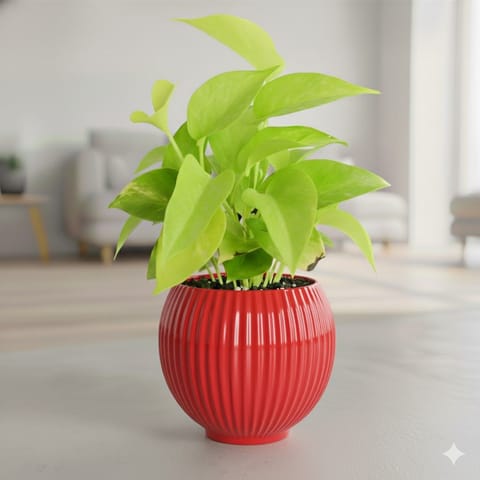 Money Plant Golden in 5 Inch Rose Red Matt Sylvan Plastic Pot