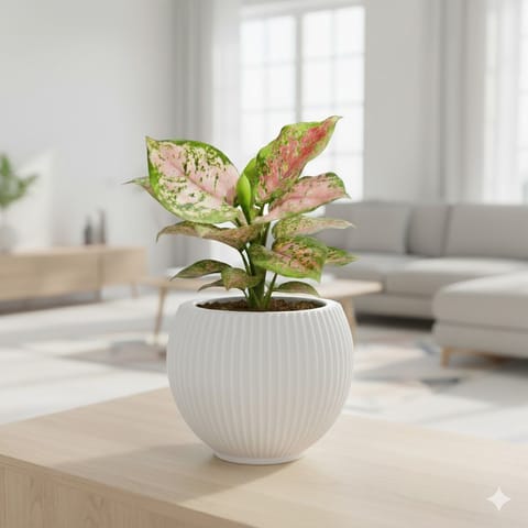 Aglaonema Pink Dalmation in 5 Inch White Matt Sylvan Plastic Pot