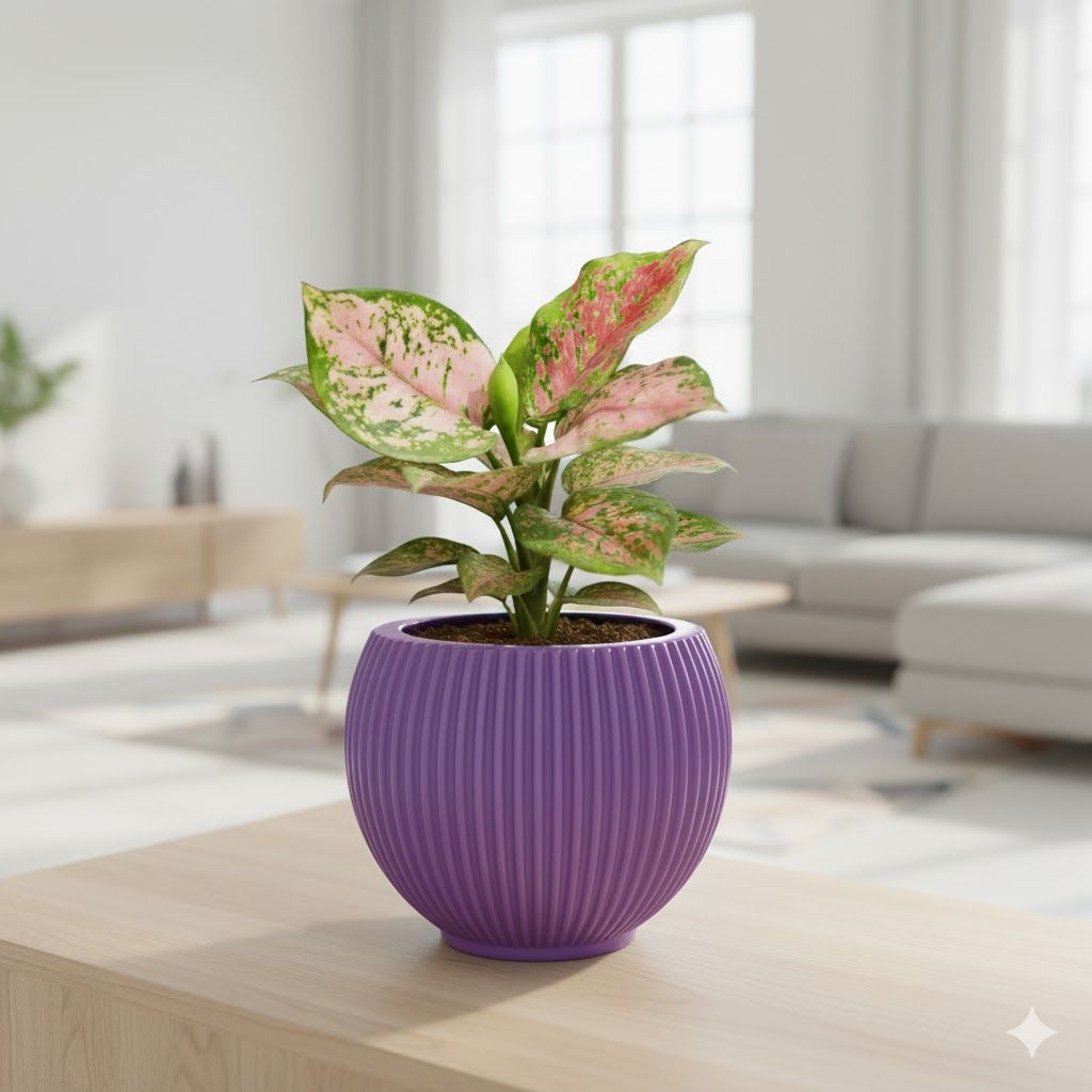 Aglaonema Pink Dalmation in 5 Inch Lavender Matt Sylvan Plastic Pot