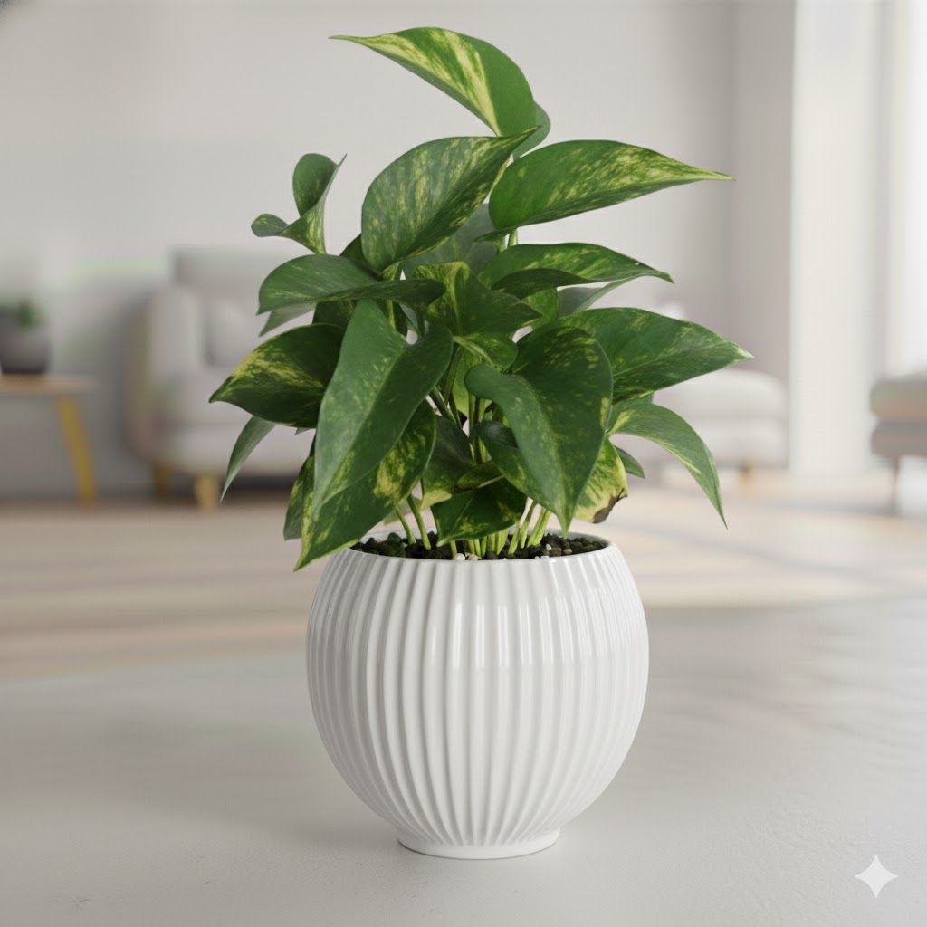 Money Plant Green in 5 Inch White Matt Sylvan Plastic Pot
