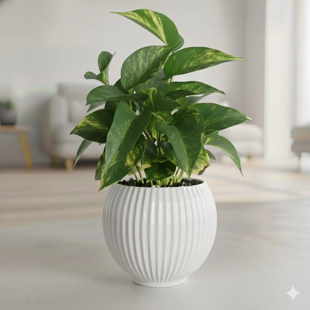 Money Plant Green in 5 Inch White Matt Sylvan Plastic Pot