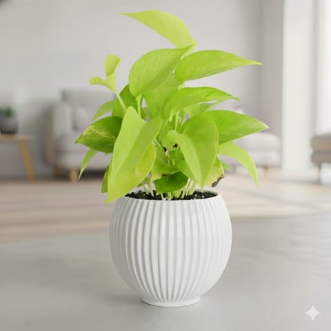 Money Plant Golden in 5 Inch White Matt Sylvan Plastic Pot
