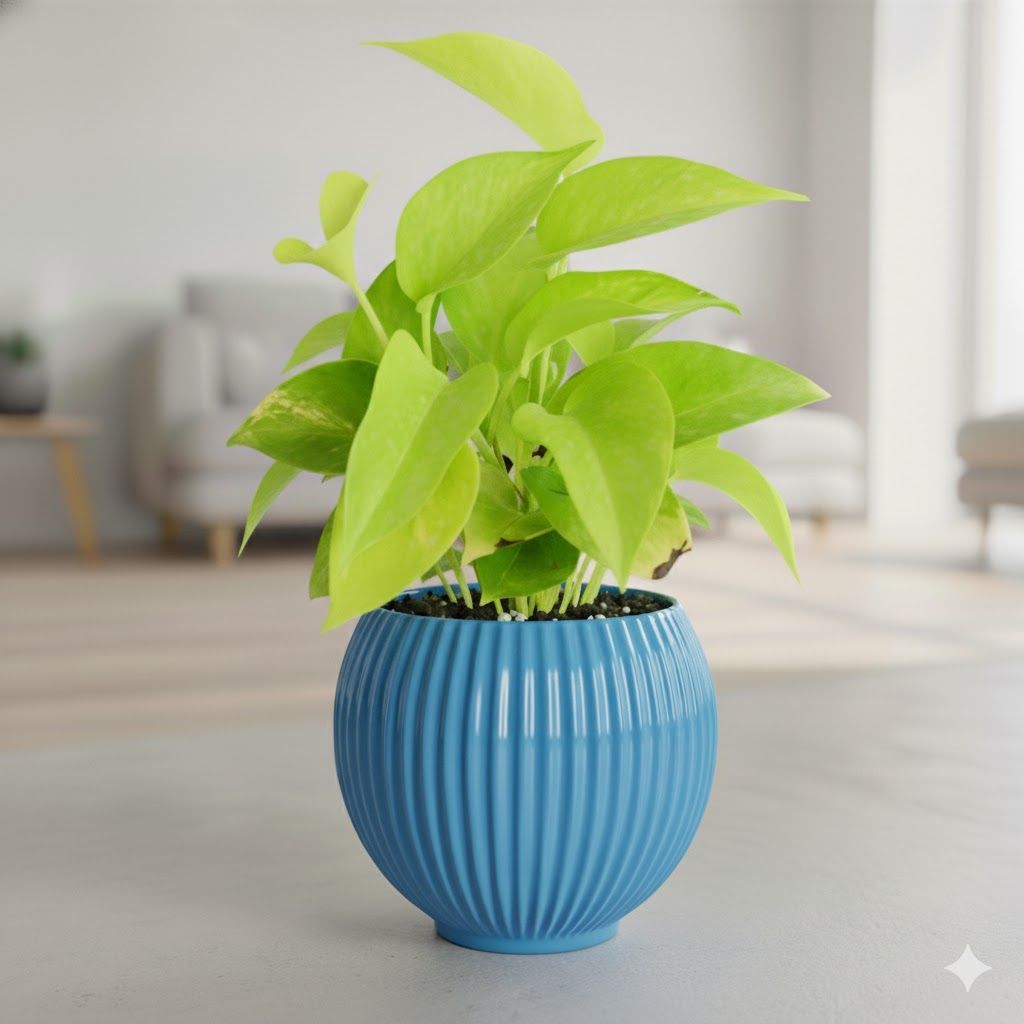 Money Plant Golden in 5 Inch Azure Blue Matt Sylvan Plastic Pot