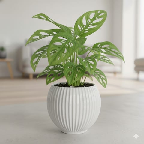 Monstera Broken Heart in 5 Inch White Matt Sylvan Plastic Pot