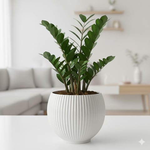 Zz Black in 5 Inch White Matt Sylvan Plastic Pot