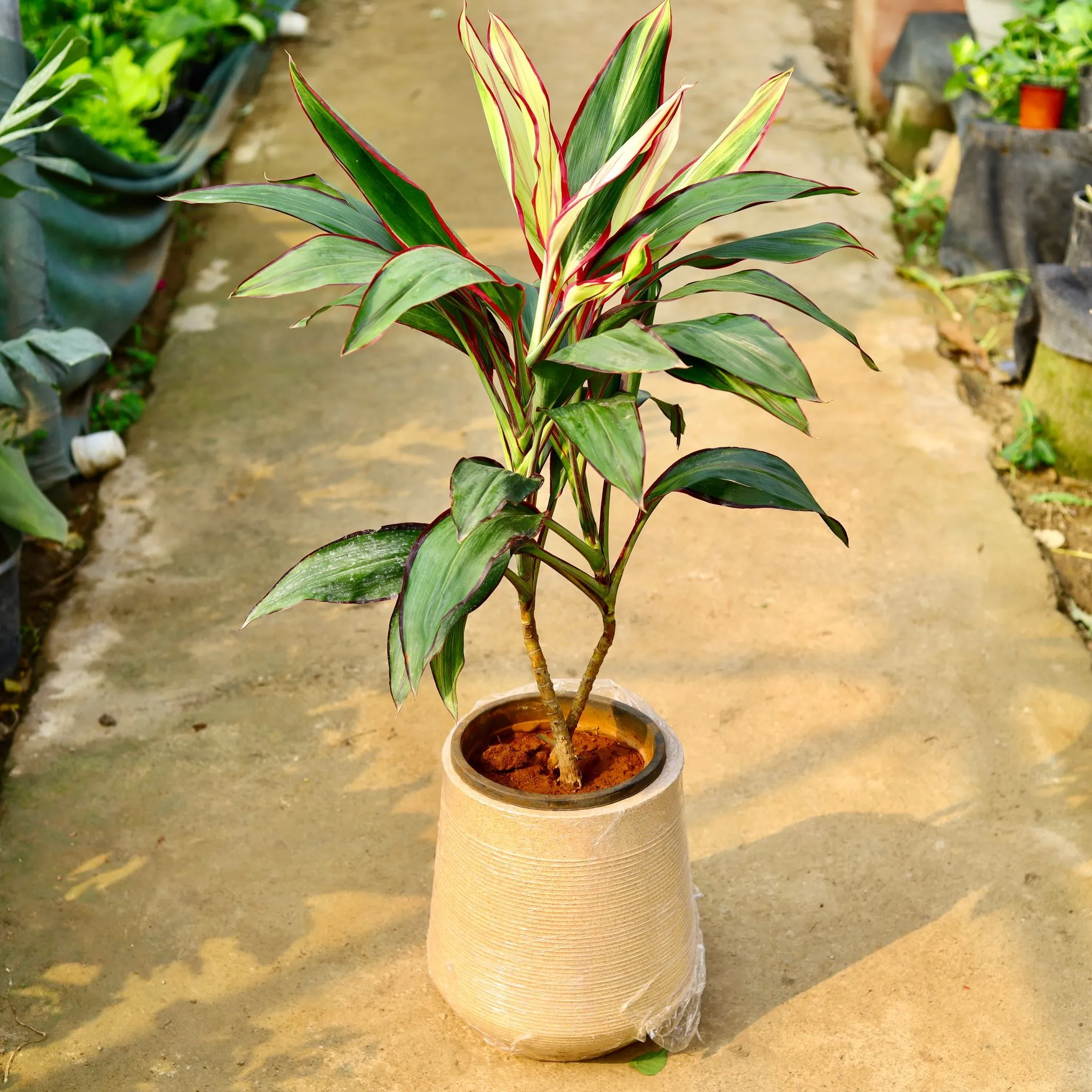 Dracaena Cordyline White Pune in 12 X 12 Inch Sandstone Premium Sierra Fiberglass Planter- Durable large size decorative fiber pot for indoor outdoor plants with 5 year warranty