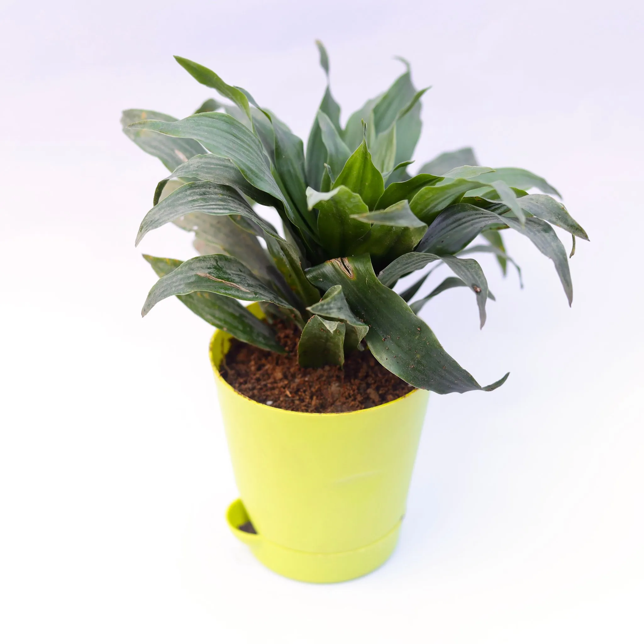 Dracaena compacta in 4 Inch Green Florence Self Watering Pot