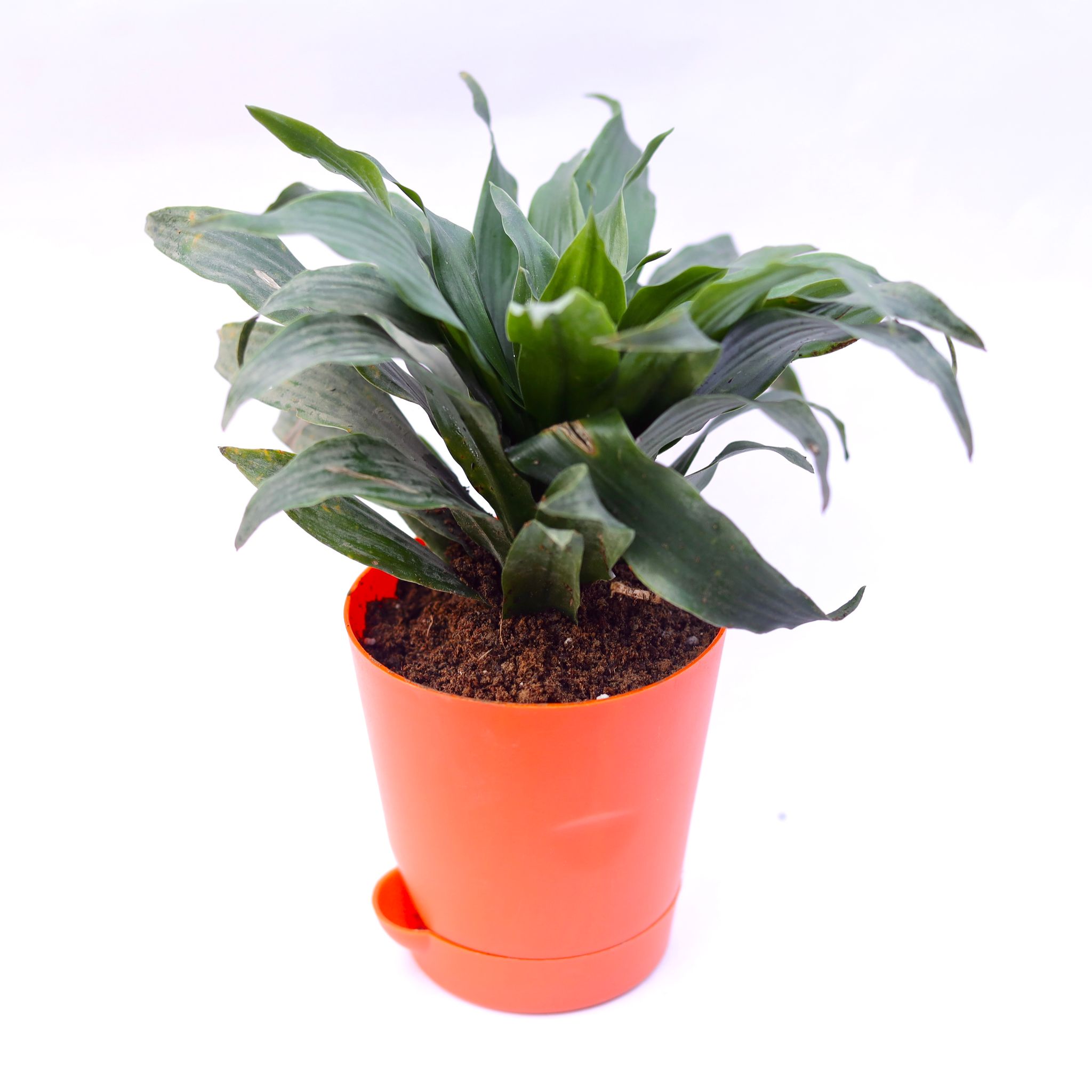 Dracaena compacta in 4 Inch Orange Florence Self Watering Pot