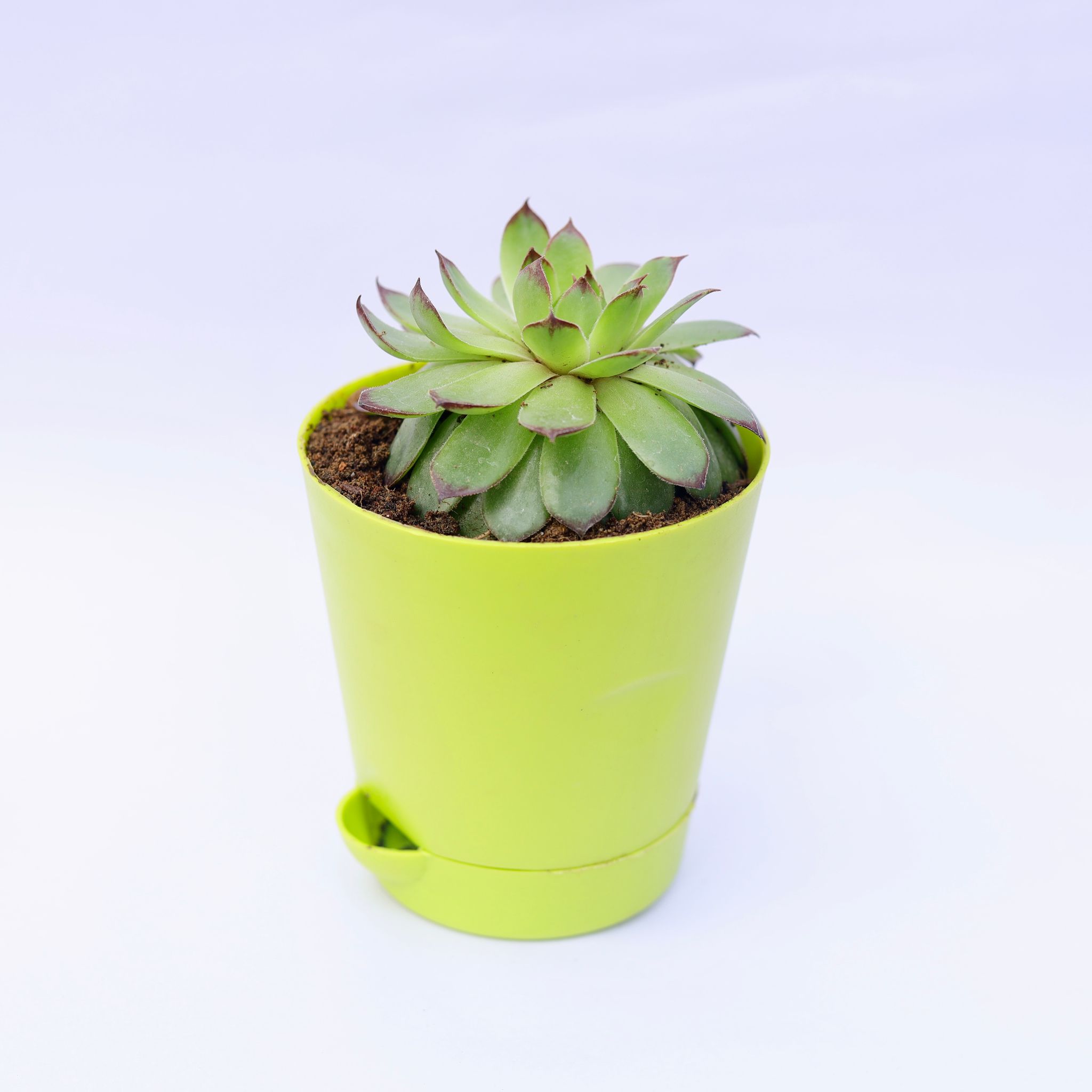 Lakshmi / Laxmi Kamal in 4 Inch Green Florence Self Watering Pot