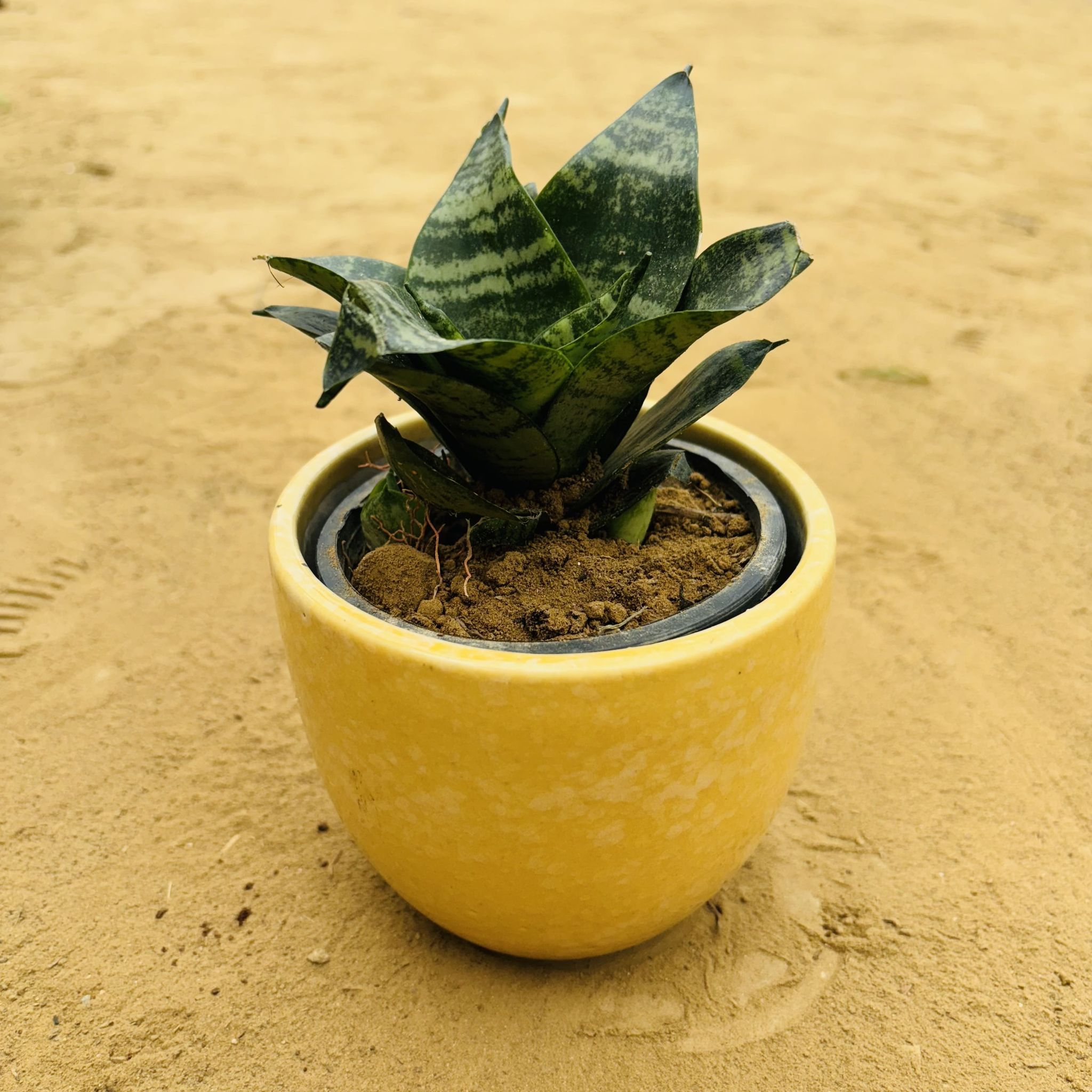 Snake Green in 4 Inch Yellow Tribal Themed Handmade Taper Ceramic Pot - Minimalist Glossy Succulent Pot, Indoor Flower Pot for Home and Office Decor