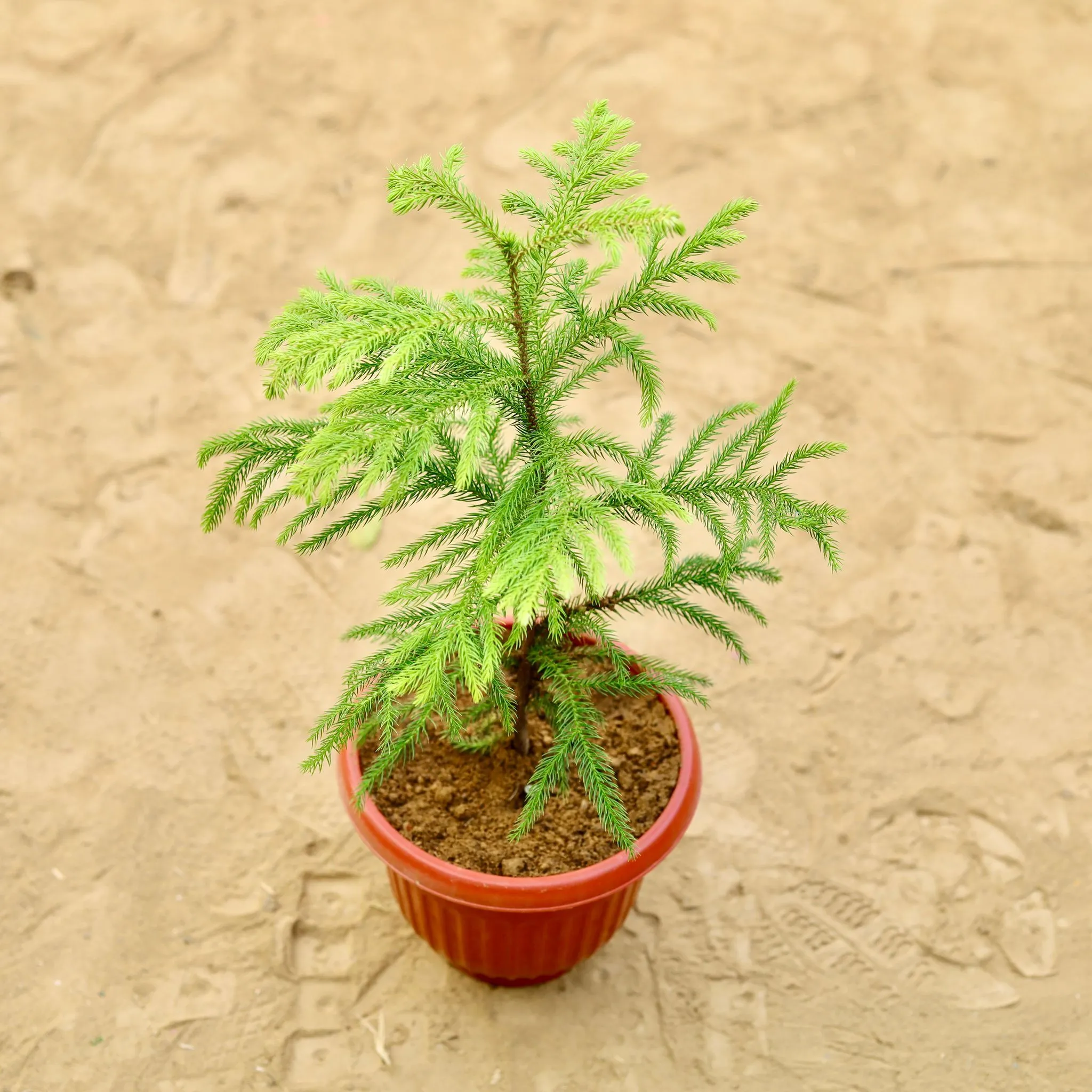Araucaria / Christmas Tree (~ 1 Ft) in 8 inch Terracotta Red Olive Plastic Pot