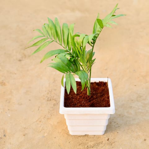 Chamaedorea Palm in 6 Inch Live Fresh Plant White Marble Premium Orchid Square Plastic Pot in Sector 48