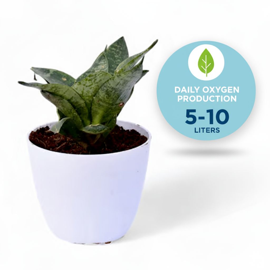 Snake Green in 4 Inch White Premium Orchid Round Plastic Pot