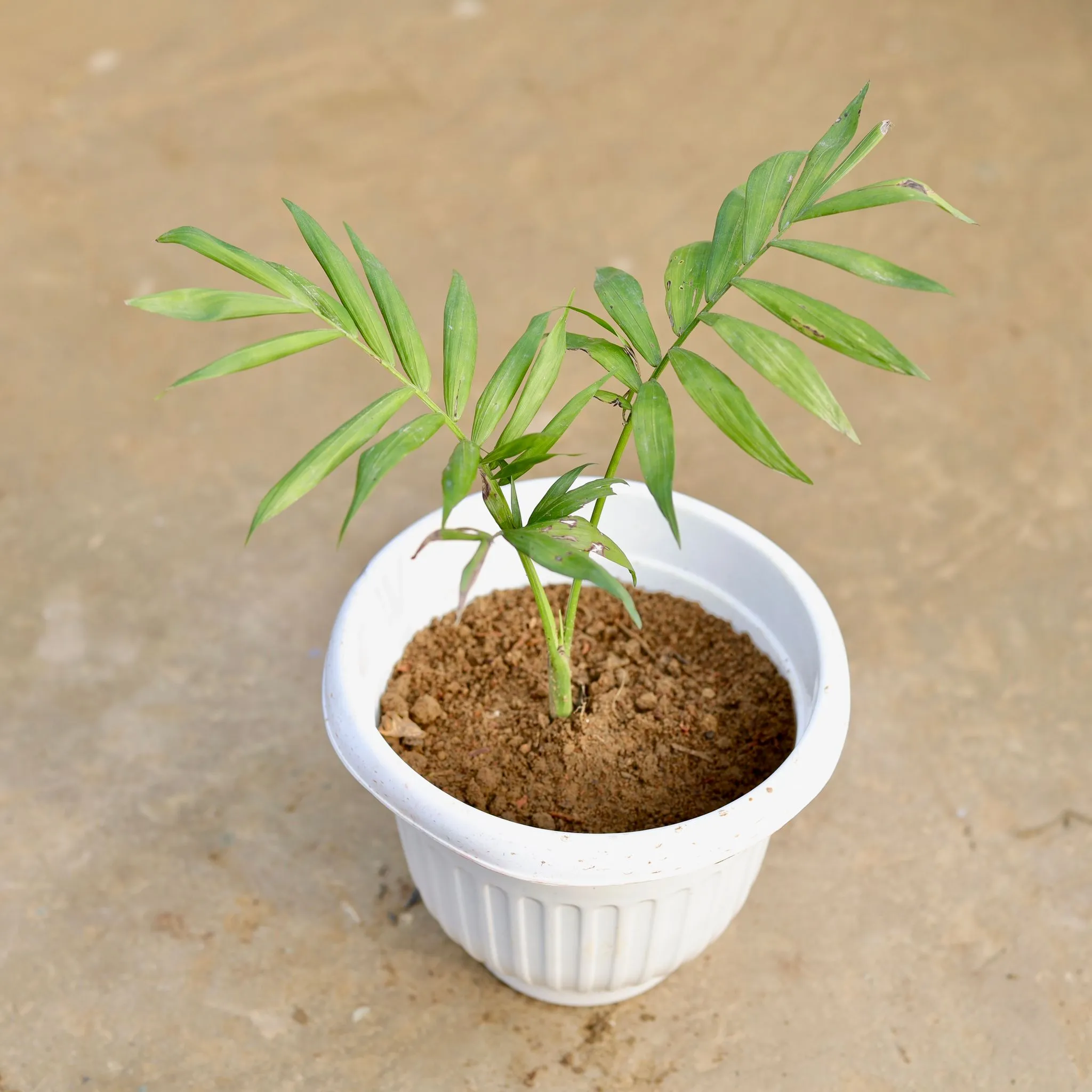 Chamaedorea Palm in 8 Inch White Olive Plastic Pot