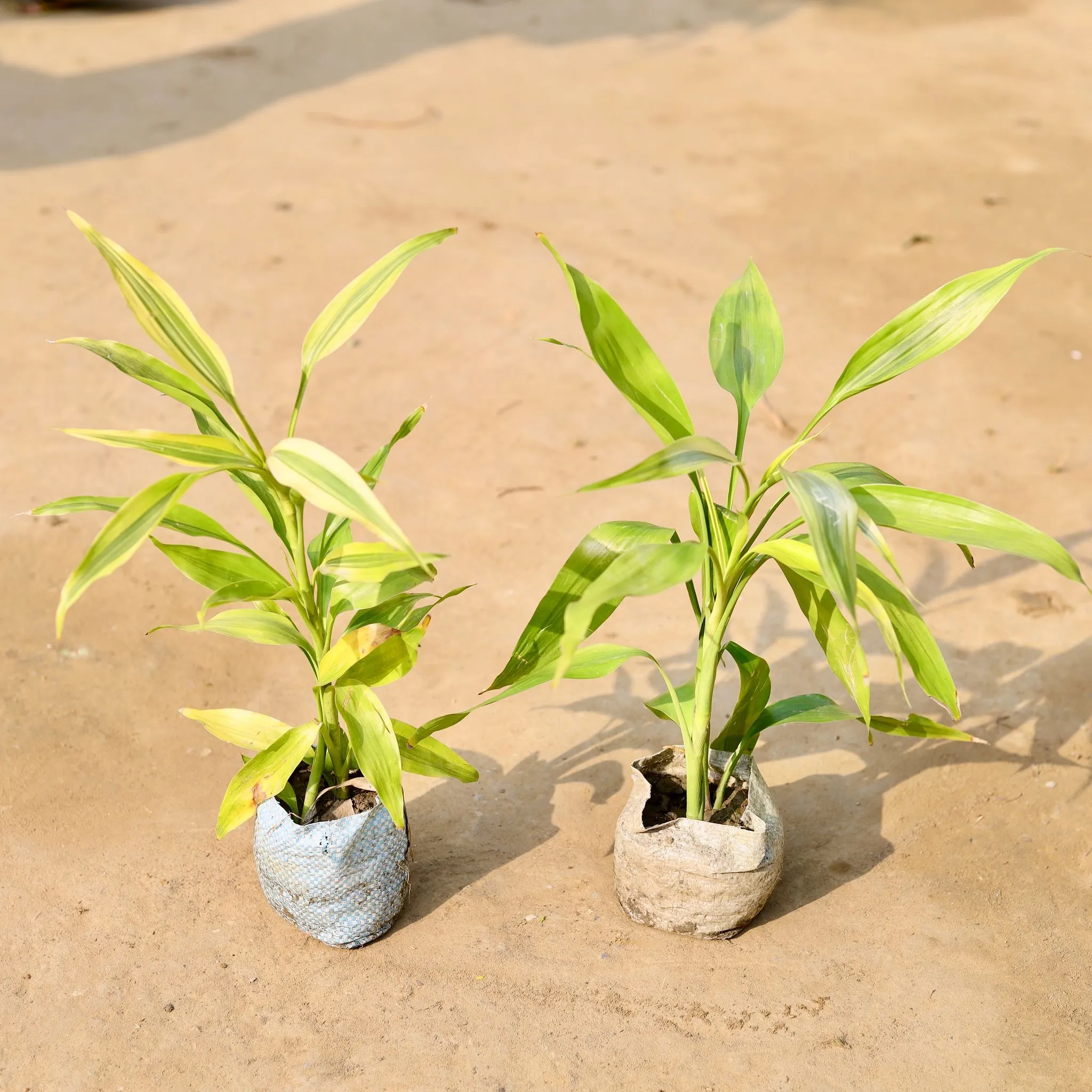 Set of 2 - Golden Lucky Bamboo in 4 inch Nursery Bag