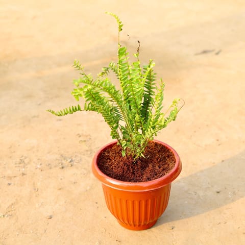 Fern Green in 8 Inch Live Fresh Plant Terracotta Red Olive Plastic Pot in Sector 14