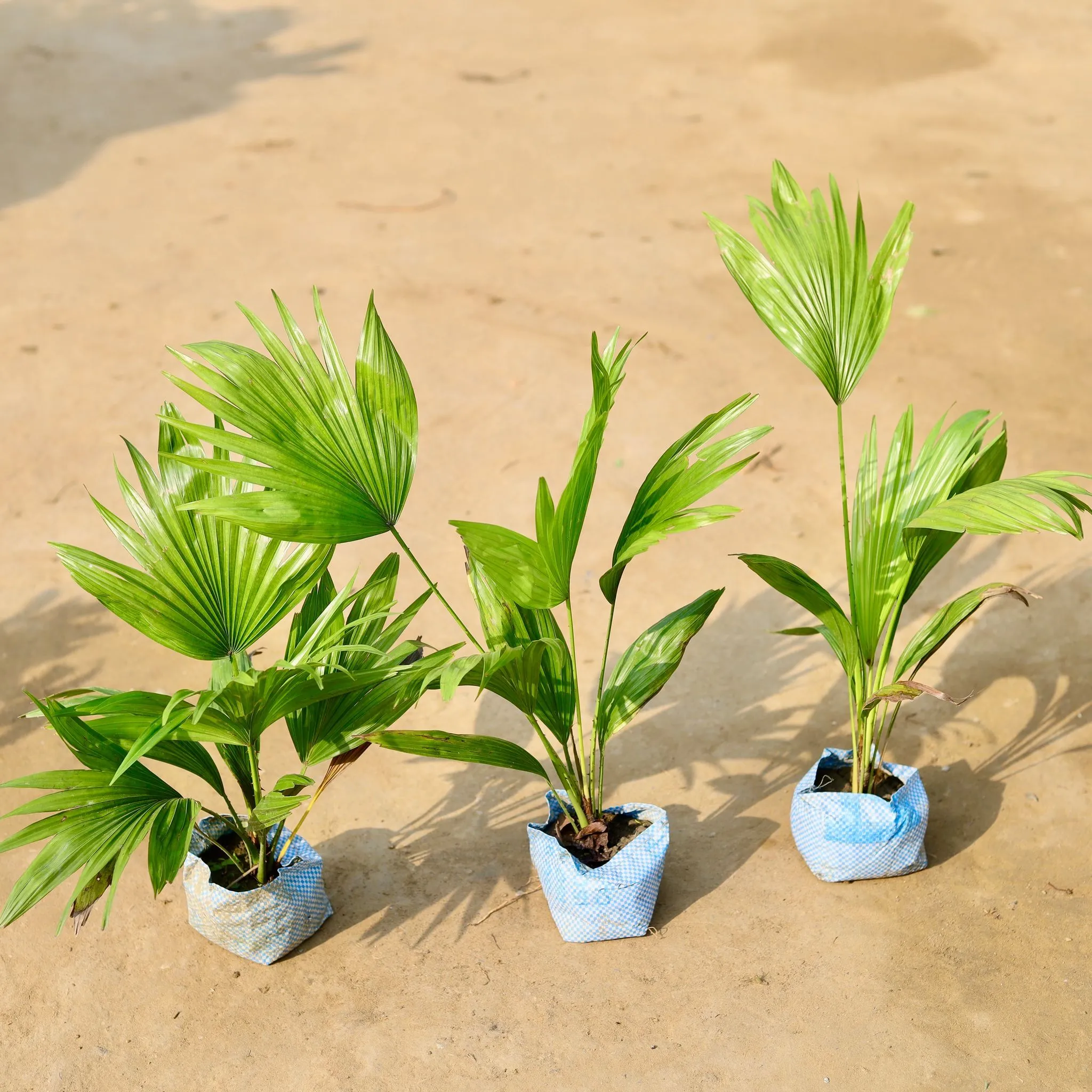 Set of 3 - China Palm in 4 inch Nursery Bag