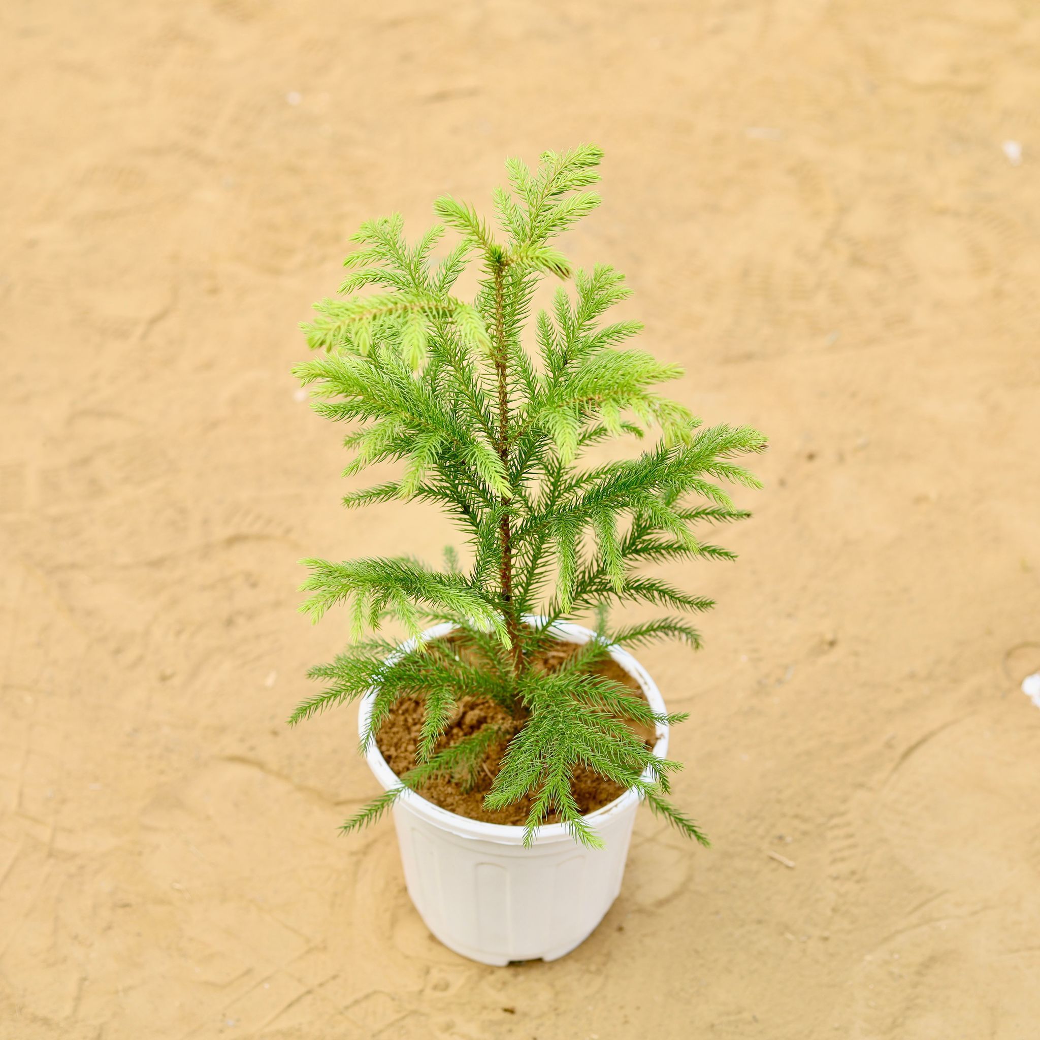 Araucaria / Christmas Tree (~ 1 Ft) in 6 inch White Super Nursery Pot