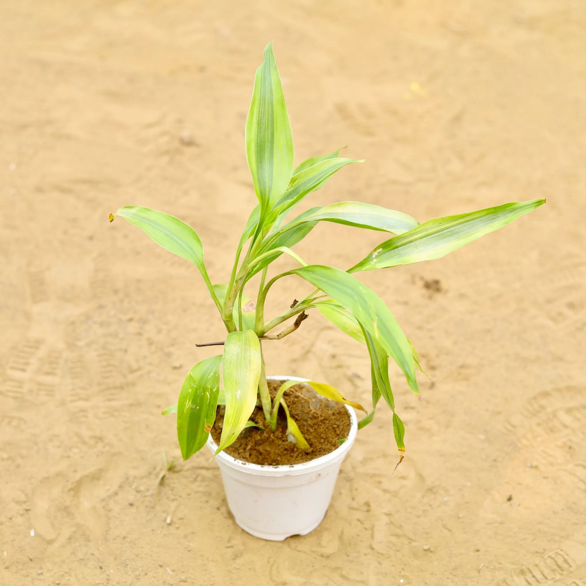 Lucky Bamboo Golden in 4 inch White Nursery Pot