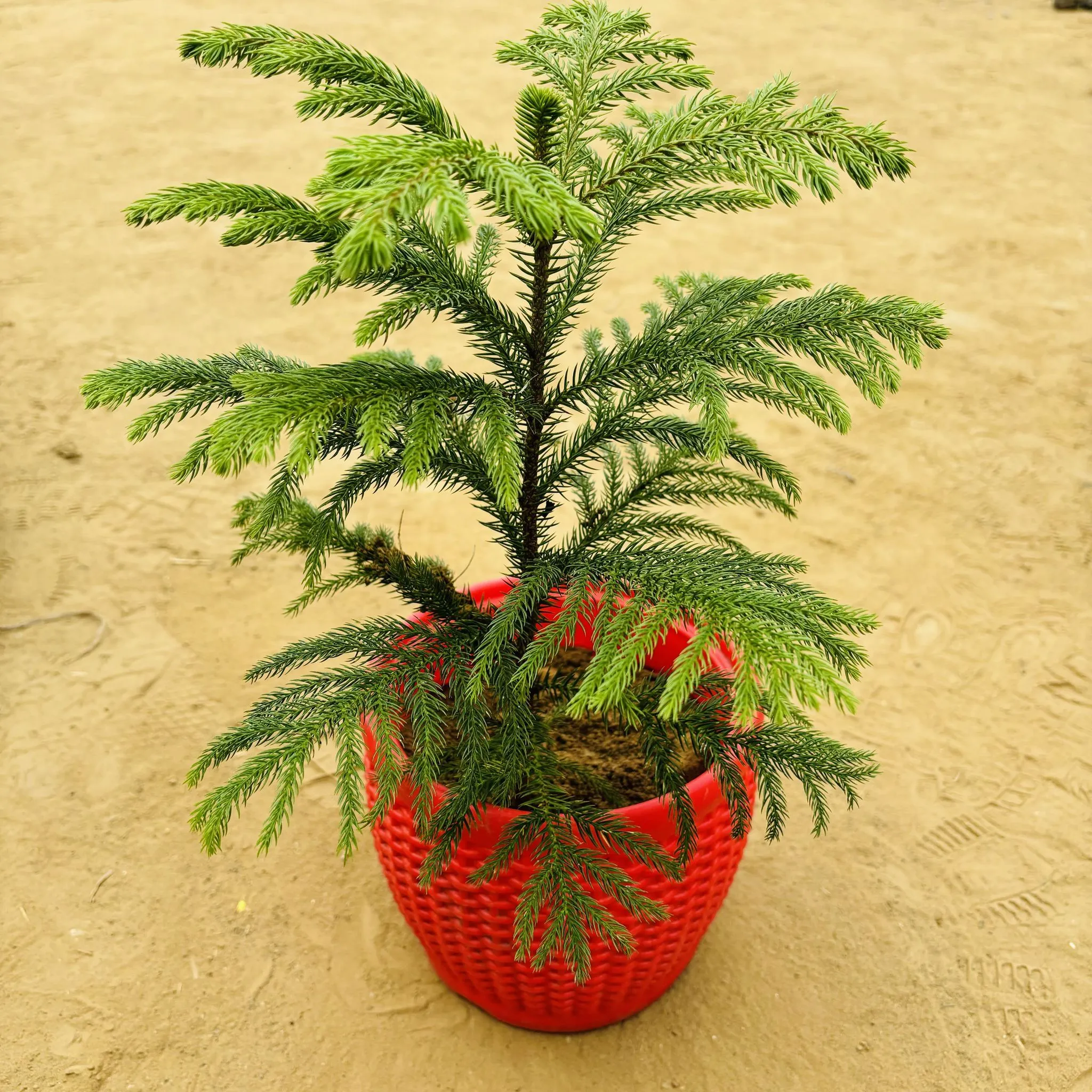 Araucaria / Christmas Tree (~ 1 Ft) in 8 Inch Red Premium Matt Classic Plastic Pot