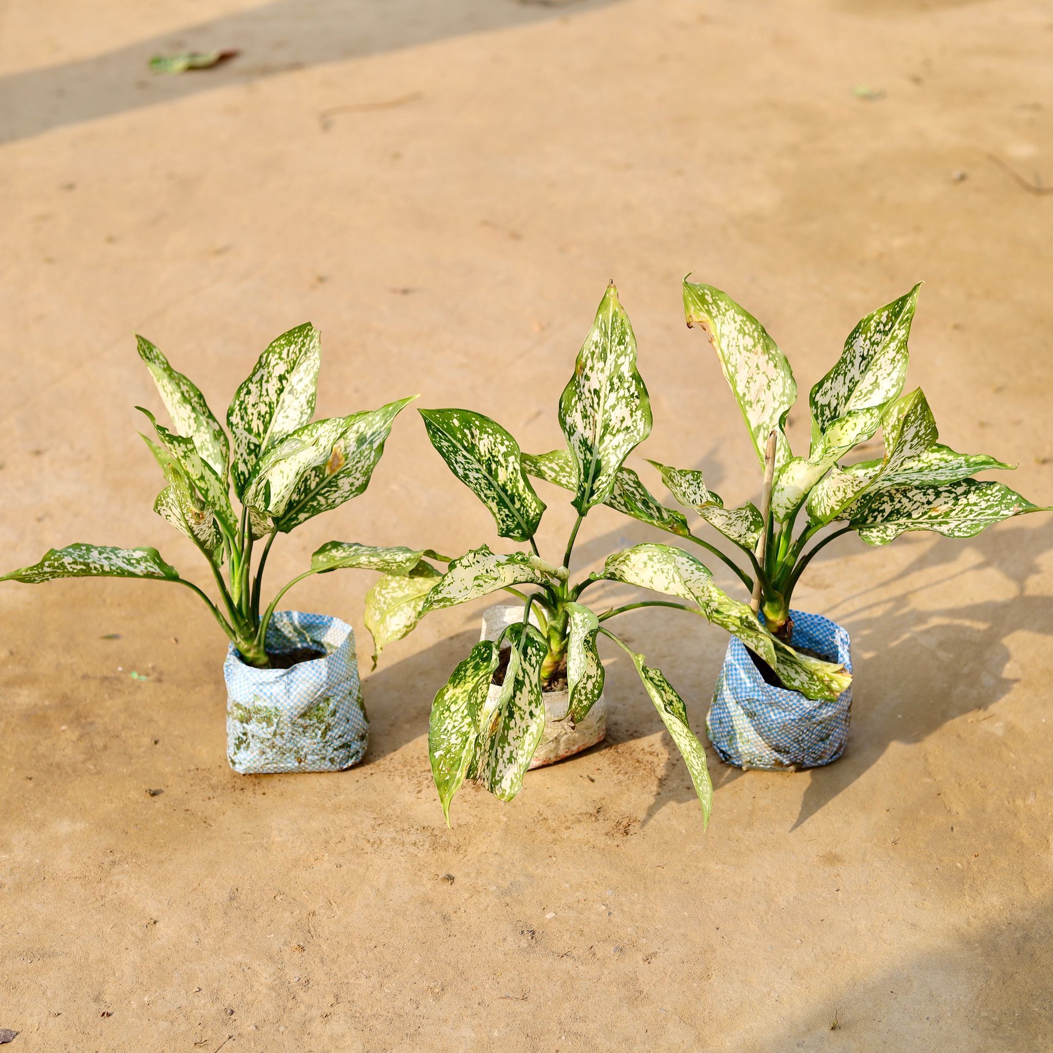 Set of 3 - Aglaonema Snow White in 4 inch Nursery Bag