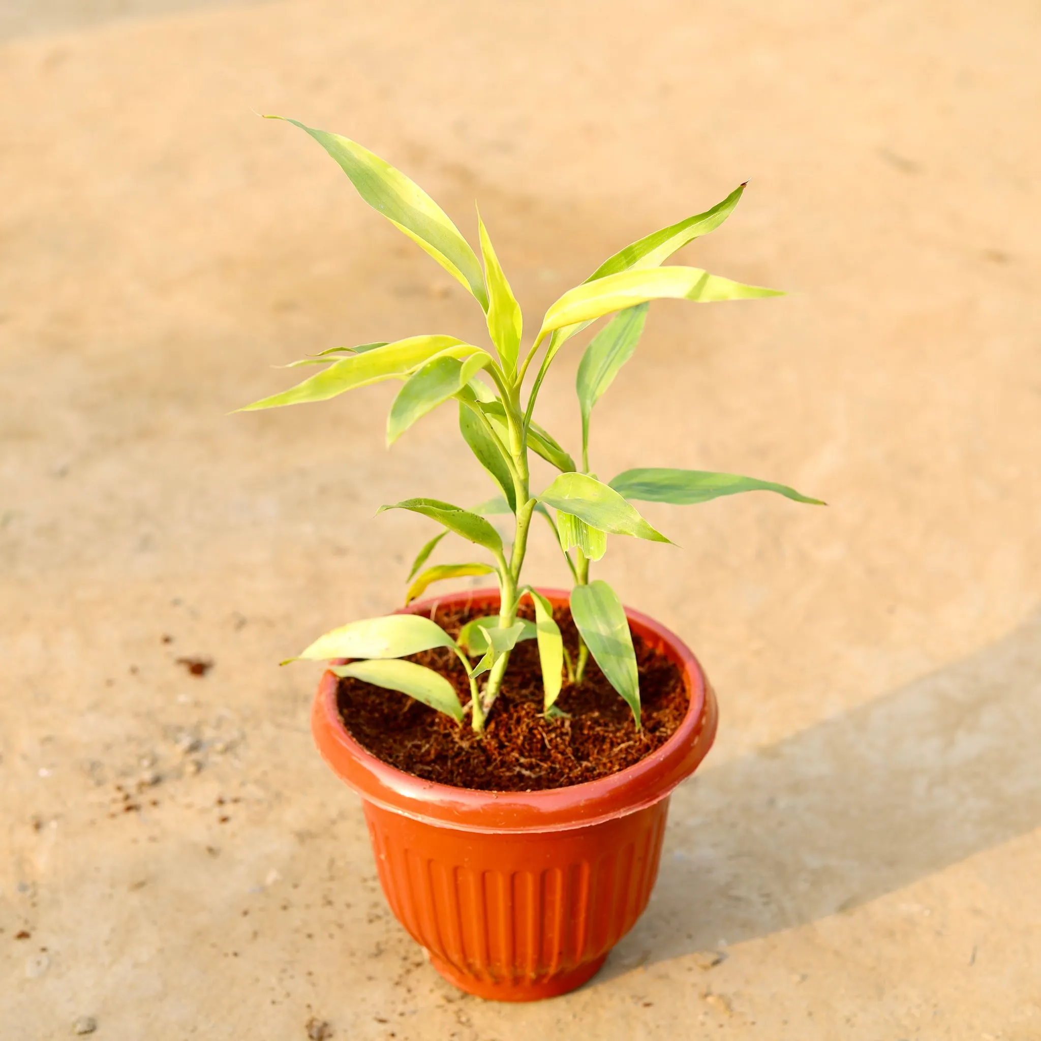Golden Lucky Bamboo in 8 Inch Terracotta Red Olive Plastic Pot